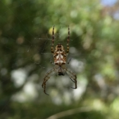 Plebs eburnus (Eastern bush orb-weaver) at QPRC LGA - 27 Mar 2023 by arjay