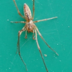 Cheiracanthium gracile (Slender sac spider) at Charleys Forest, NSW - 22 Mar 2023 by arjay