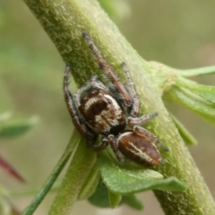 Opisthoncus grassator (Jumping spider) at Mongarlowe River - 13 Mar 2023 by arjay