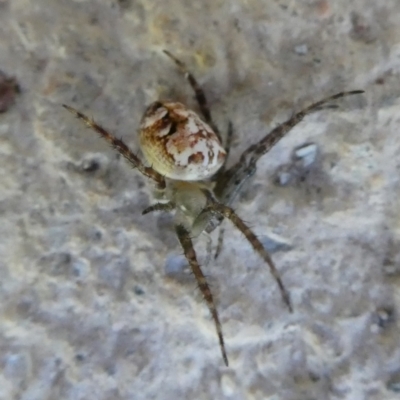 Unidentified Spider (Araneae) at Mongarlowe River - 24 Jan 2023 by arjay