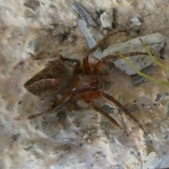 Unverified Spider by arjay