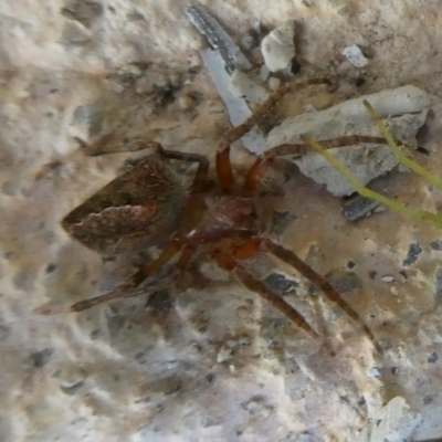 Unidentified Spider (Araneae) at Charleys Forest, NSW - 24 Jan 2023 by arjay