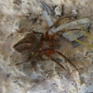 Unidentified Spider (Araneae) (TBC) at suppressed by arjay