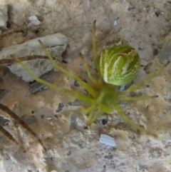 Sidymella sp. (genus) (A crab spider) at QPRC LGA - 24 Jan 2023 by arjay