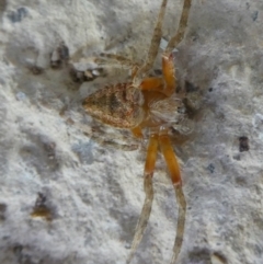 Hortophora transmarina (Garden Orb Weaver) at Mongarlowe River - 24 Jan 2023 by arjay