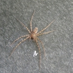 Stiphidion facetum (Hammock-web Spider) at Charleys Forest, NSW - 15 Jan 2023 by arjay