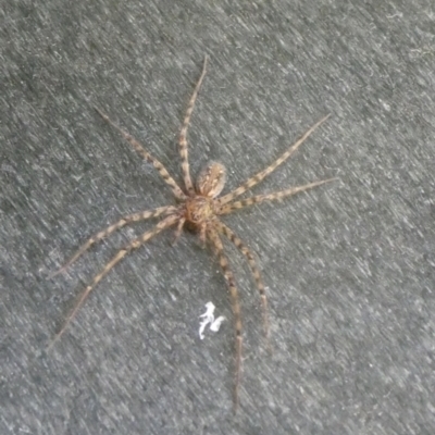 Stiphidion facetum (Hammock-web Spider) at QPRC LGA - 15 Jan 2023 by arjay