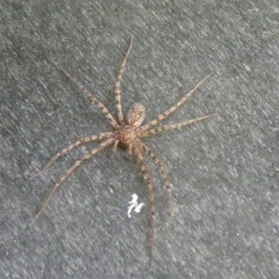 Stiphidion facetum (Hammock-web Spider) at Charleys Forest, NSW - 15 Jan 2023 by arjay