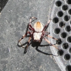 Hortophora sp. (genus) (Garden orb weaver) at QPRC LGA - 13 Dec 2022 by arjay