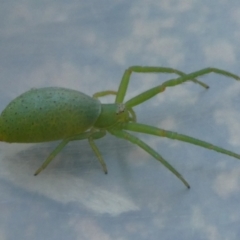 Hedana valida (A crab spider) at Charleys Forest, NSW - 12 Dec 2022 by arjay