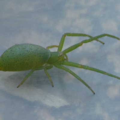 Hedana valida (A crab spider) at Mongarlowe River - 12 Dec 2022 by arjay