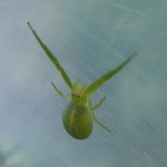 Hedana valida at Charleys Forest, NSW - suppressed
