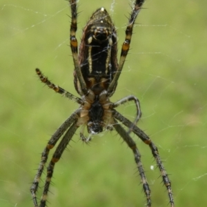 Unidentified Spider (Araneae) (TBC) at suppressed by arjay