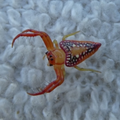 Arkys walckenaeri (Triangle spider) at Mongarlowe River - 29 Nov 2022 by arjay