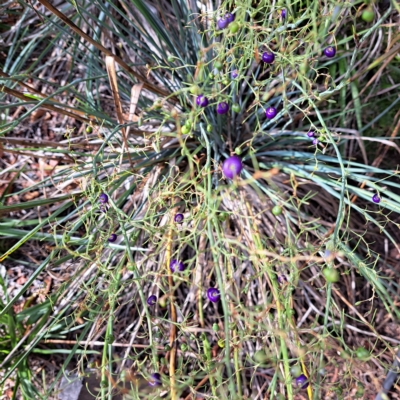 Dianella tarda (Late-flower Flax-lily) at Watson, ACT - 29 Mar 2023 by abread111