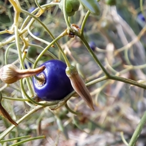 Dianella tarda at Watson, ACT - 30 Mar 2023