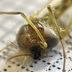 Chironomidae (family) at Fyshwick, ACT - 25 Mar 2023