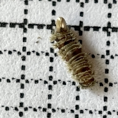 Dermestidae sp. (family) (Dermestid, carpet or hide beetles) at Jerrabomberra Wetlands - 25 Mar 2023 by Hejor1