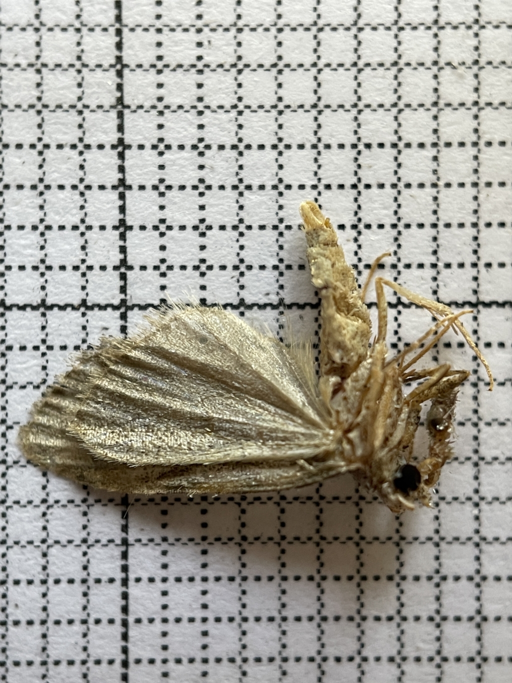 Lepidoptera unclassified ADULT moth at Fyshwick, ACT - 24 Mar 2023