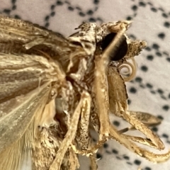 Lepidoptera unclassified ADULT moth at Fyshwick, ACT - 24 Mar 2023