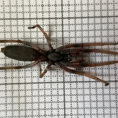 Lampona sp. (genus) at Fyshwick, ACT - 25 Mar 2023