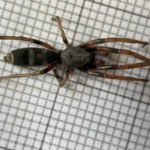 Lampona sp. (genus) at Fyshwick, ACT - 25 Mar 2023