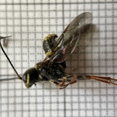 Taeniogonalos sp. (genus) (A hyperparasitic wasp) at Fyshwick, ACT - 25 Mar 2023 by Hejor1