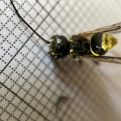 Taeniogonalos sp. (genus) at Fyshwick, ACT - 25 Mar 2023