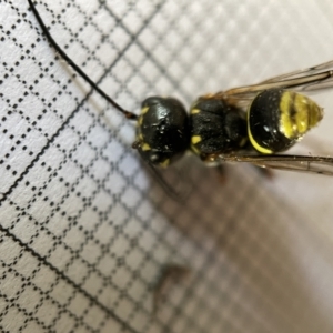 Taeniogonalos sp. (genus) at Fyshwick, ACT - 25 Mar 2023 02:03 PM