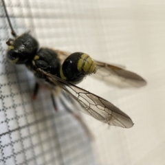 Taeniogonalos sp. (genus) at Fyshwick, ACT - 25 Mar 2023