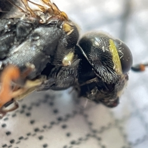 Taeniogonalos sp. (genus) at Fyshwick, ACT - 25 Mar 2023