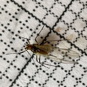 Aphididae (family) at Fyshwick, ACT - 25 Mar 2023 02:06 PM