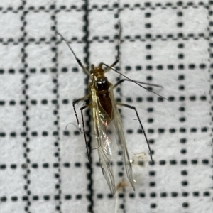 Aphididae (family) at Fyshwick, ACT - 25 Mar 2023