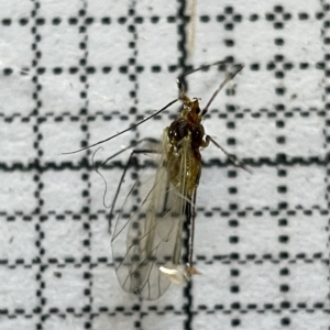 Aphididae (family) at Fyshwick, ACT - 25 Mar 2023 02:06 PM