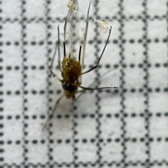 Aphididae (family) at Fyshwick, ACT - 25 Mar 2023 02:06 PM