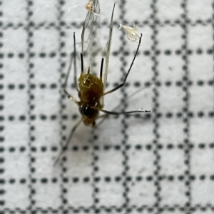 Aphididae (family) at Fyshwick, ACT - 25 Mar 2023