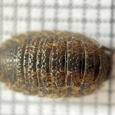 Porcellio scaber (Common slater) at Fyshwick, ACT - 25 Mar 2023 by Hejor1