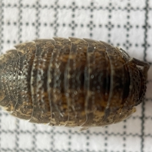 Porcellio scaber at Fyshwick, ACT - 25 Mar 2023