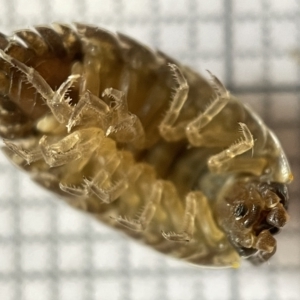 Porcellio scaber at Fyshwick, ACT - 25 Mar 2023 02:08 PM