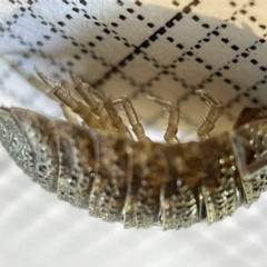 Porcellio scaber at Fyshwick, ACT - 25 Mar 2023 02:08 PM