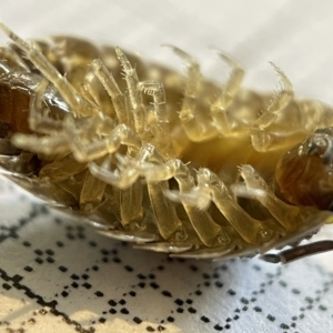 Porcellio scaber at Fyshwick, ACT - 25 Mar 2023 02:08 PM