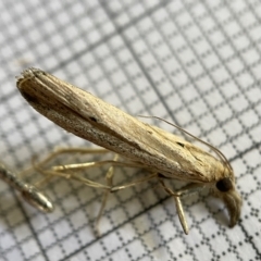 Faveria tritalis (Couchgrass Webworm) at Fyshwick, ACT - 25 Mar 2023 by Hejor1