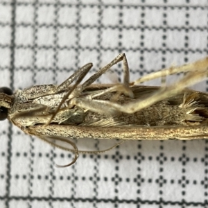 Faveria tritalis at Fyshwick, ACT - 25 Mar 2023 02:10 PM