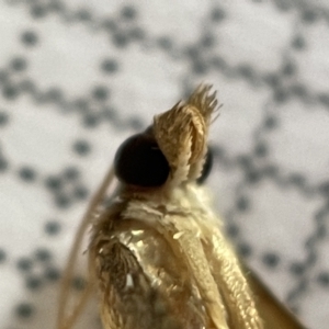 Cnaphalocrocis poeyalis at Fyshwick, ACT - 25 Mar 2023