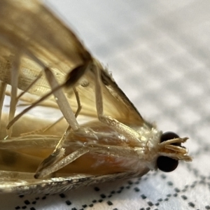 Cnaphalocrocis poeyalis at Fyshwick, ACT - 25 Mar 2023