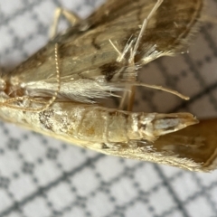 Cnaphalocrocis poeyalis at Fyshwick, ACT - 25 Mar 2023 02:11 PM