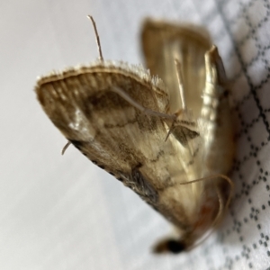 Cnaphalocrocis poeyalis at Fyshwick, ACT - 25 Mar 2023