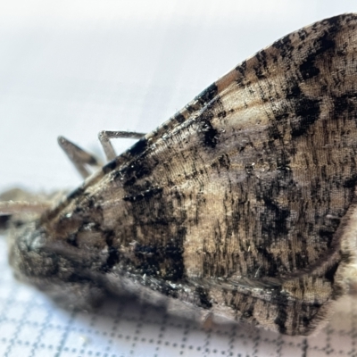 Gastrinodes argoplaca (Cryptic Bark Moth) at Fyshwick, ACT - 25 Mar 2023 by Hejor1