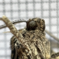 Gastrinodes argoplaca at Jerrabomberra Wetlands - 25 Mar 2023