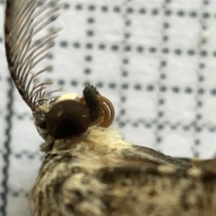 Unplaced externaria (Mahogany Bark Moth (formerly Hypomecis externaria)) at Jerrabomberra Wetlands - 25 Mar 2023 by Hejor1